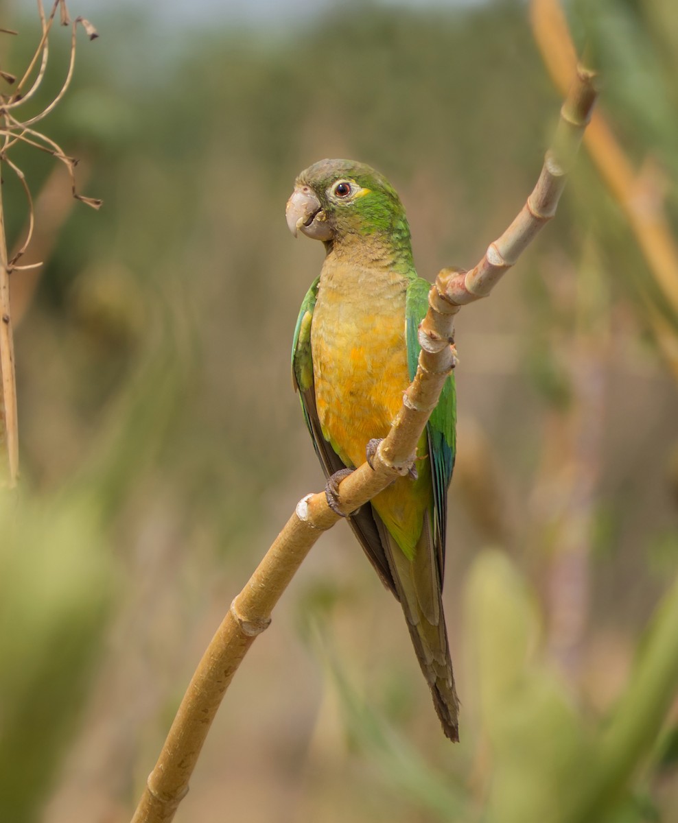 Cactus Parakeet - ML618513214