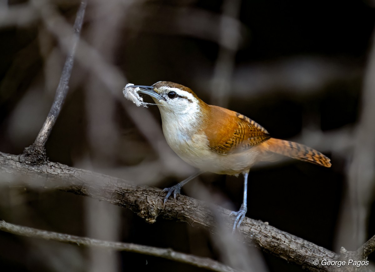 Superciliated Wren - ML618513223