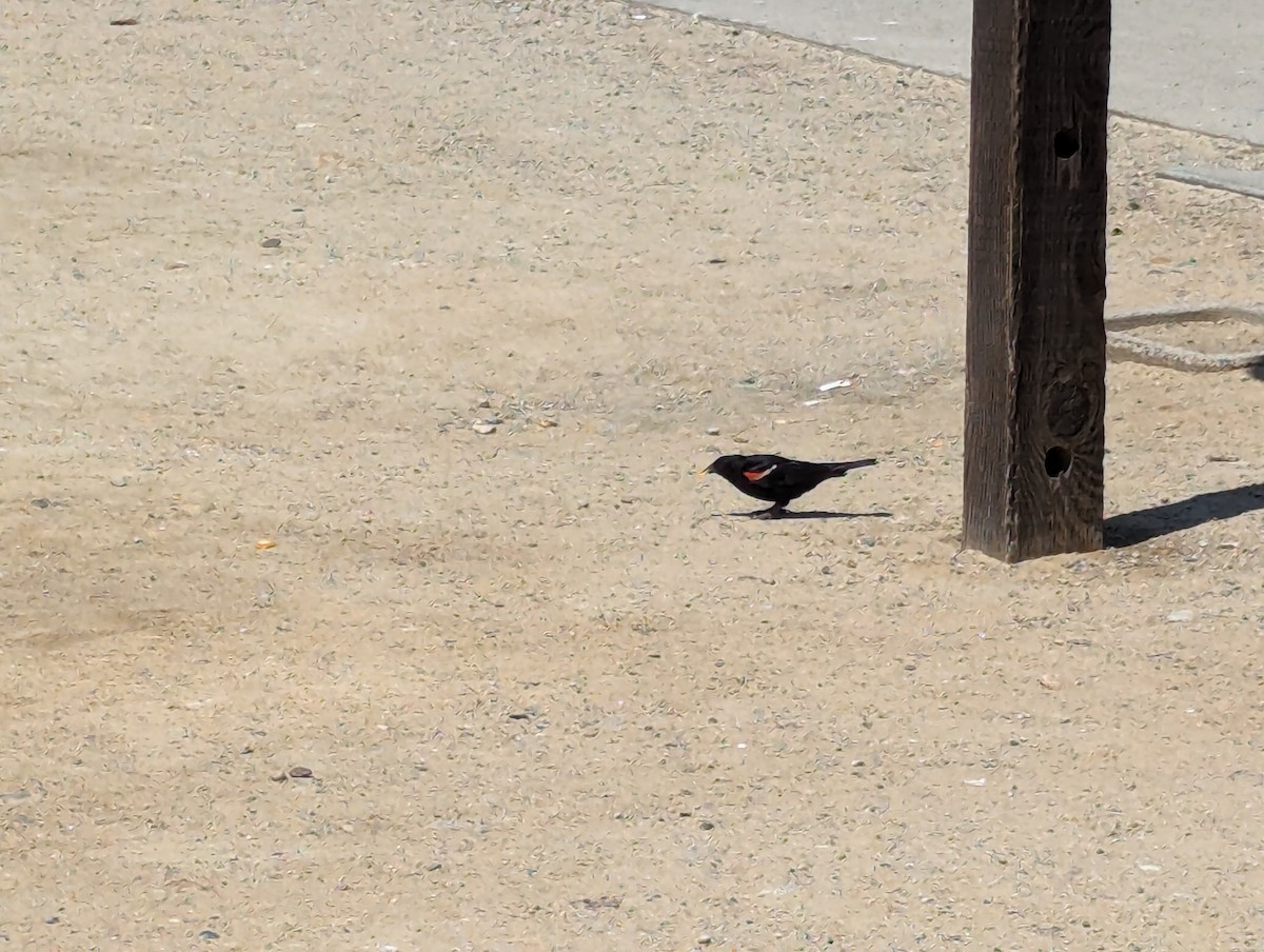 Red-winged Blackbird - Lucy Rose