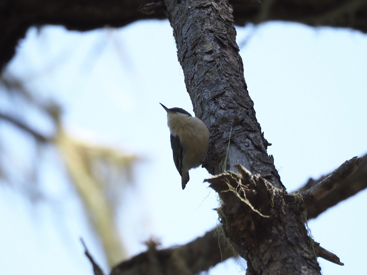 Pygmy Nuthatch - ML618513238