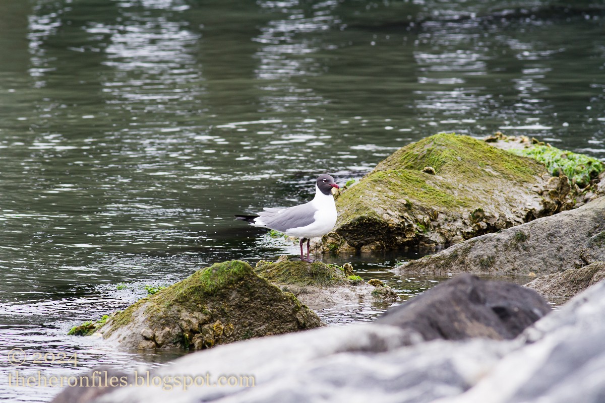 Mouette atricille - ML618513271