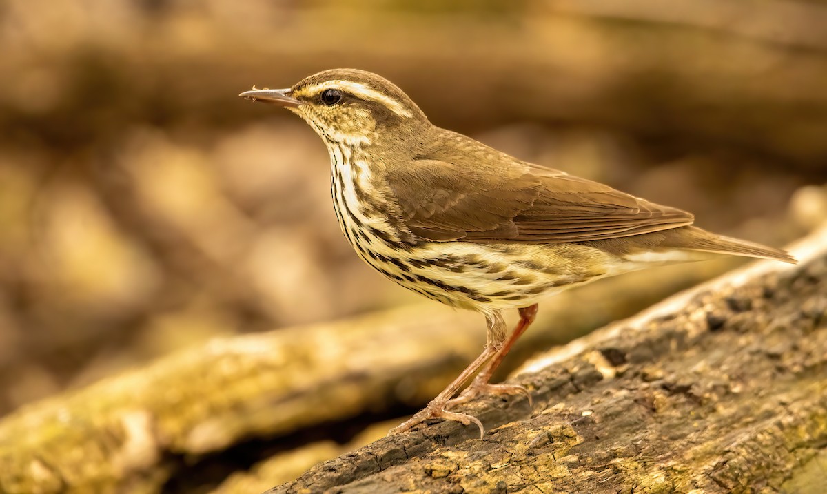 Northern Waterthrush - ML618513272