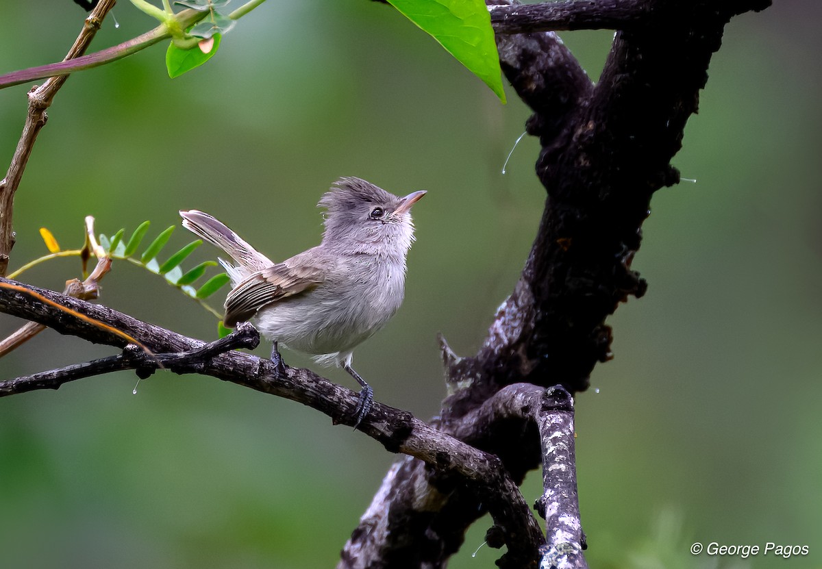 Gray-and-white Tyrannulet - George Pagos