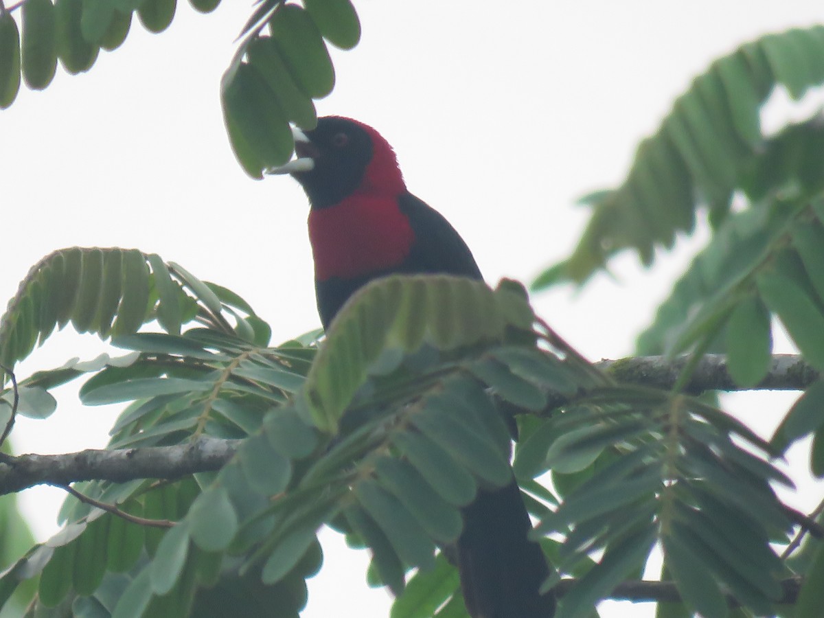 Crimson-collared Tanager - ML618513275