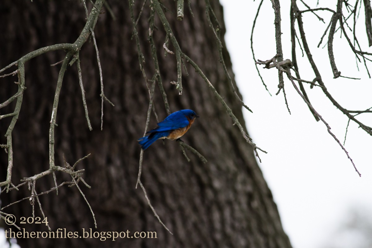 Eastern Bluebird - ML618513298