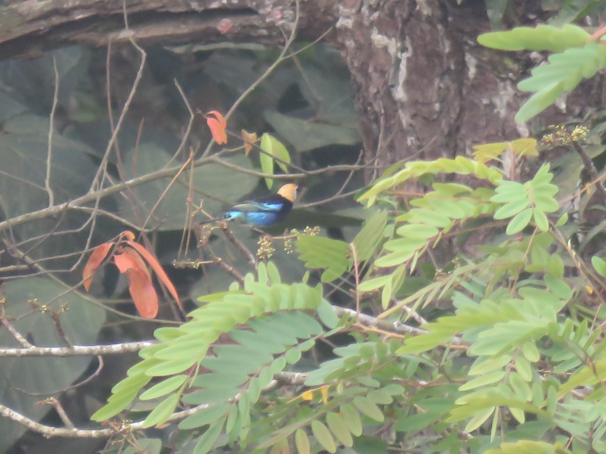 Golden-hooded Tanager - Paul Stufkens