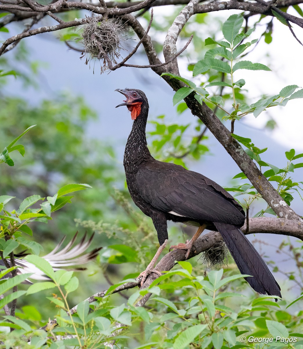 White-winged Guan - George Pagos