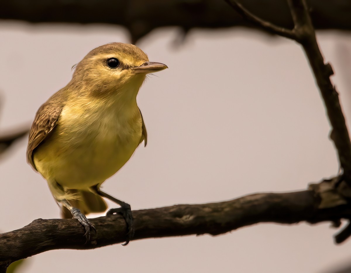 Warbling Vireo - ML618513324