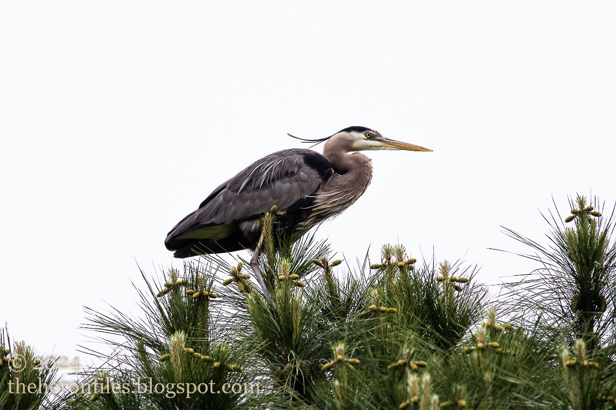 Great Blue Heron - ML618513347