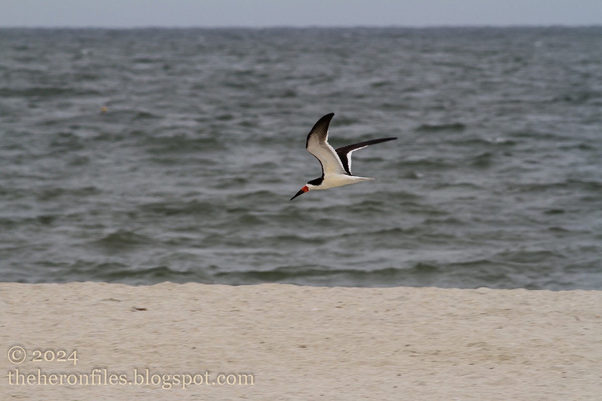 Black Skimmer - ML618513373