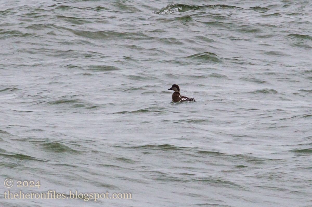 Ruddy Duck - ML618513377