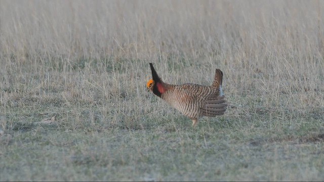 Oklahomapräriehuhn - ML618513386