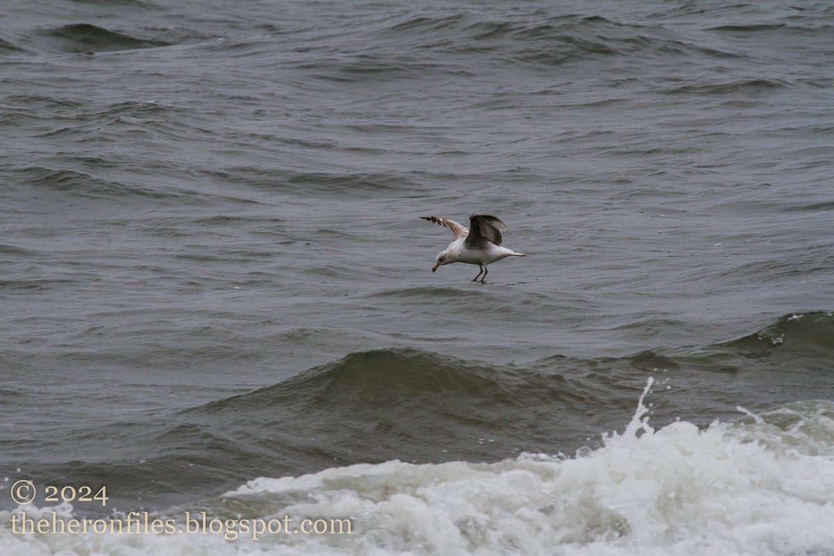 Ring-billed Gull - ML618513390