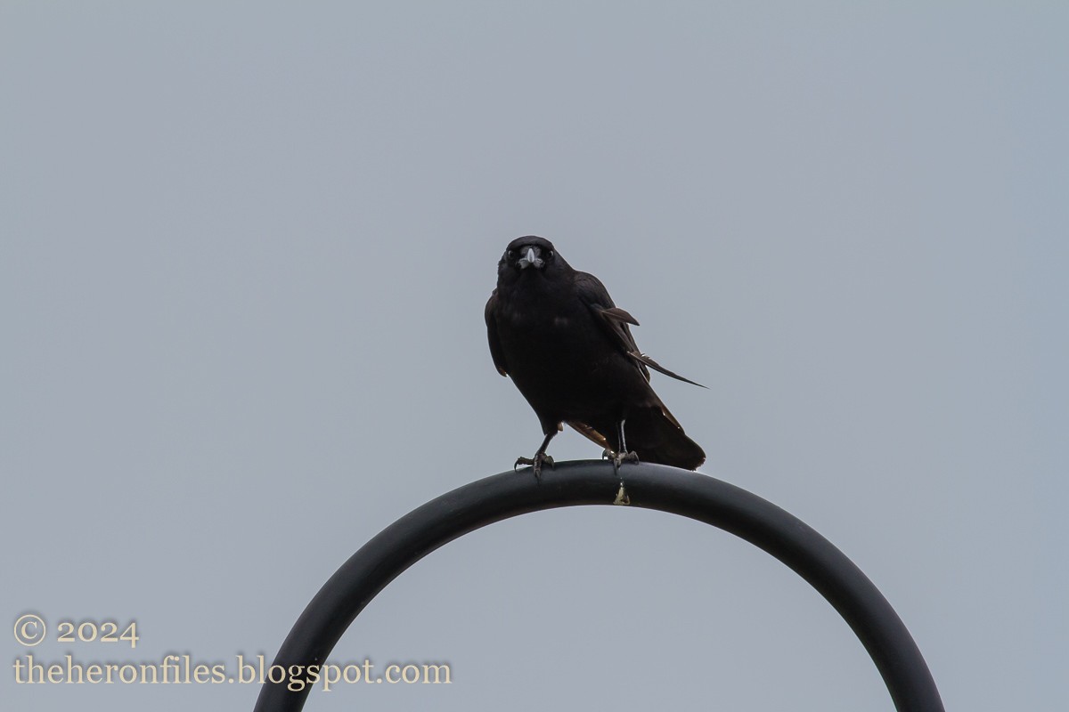 American Crow - ML618513408