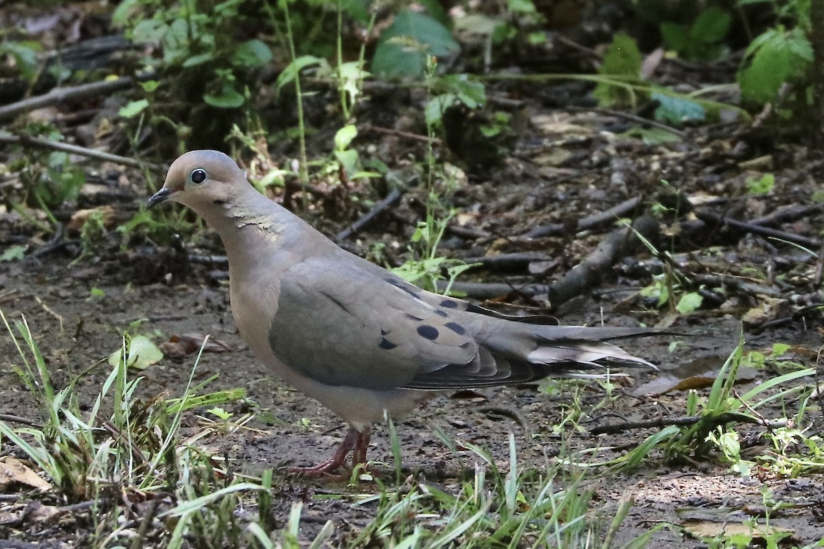 Mourning Dove - Irvin Pitts