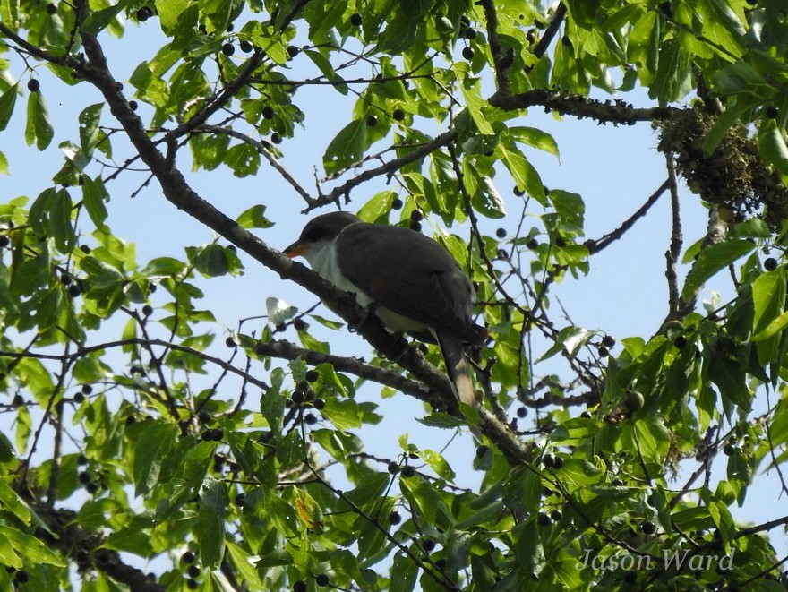 Yellow-billed Cuckoo - ML618513433