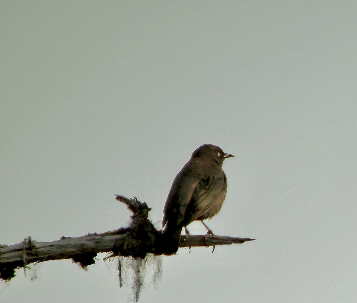 Rusty Blackbird - ML618513438