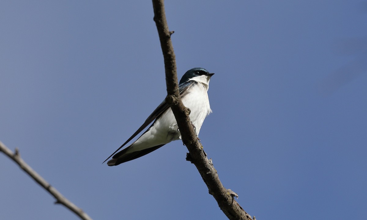 Tree Swallow - Hampus Sandberg