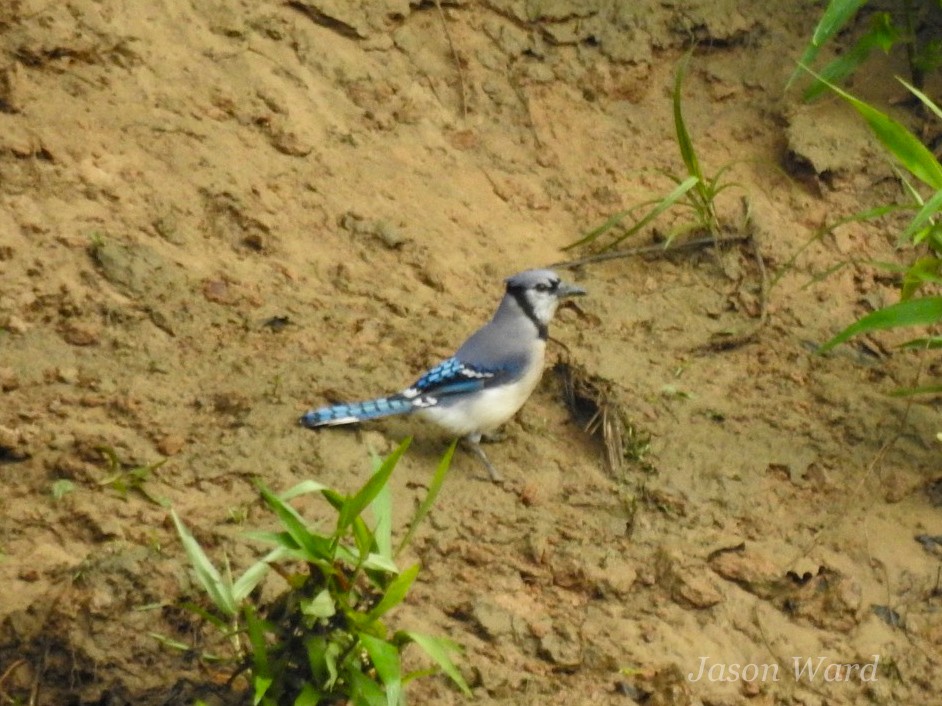 Blue Jay - Jason Ward