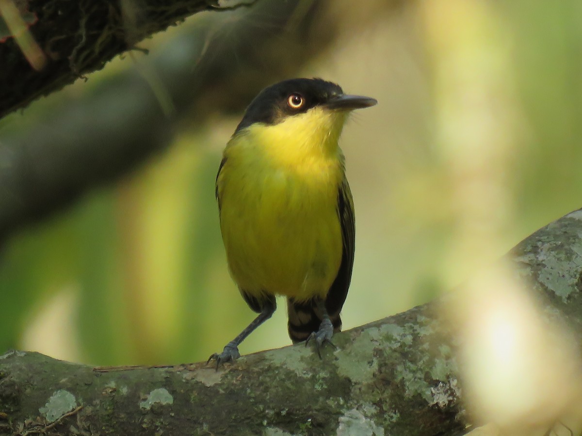 Common Tody-Flycatcher - ML618513460