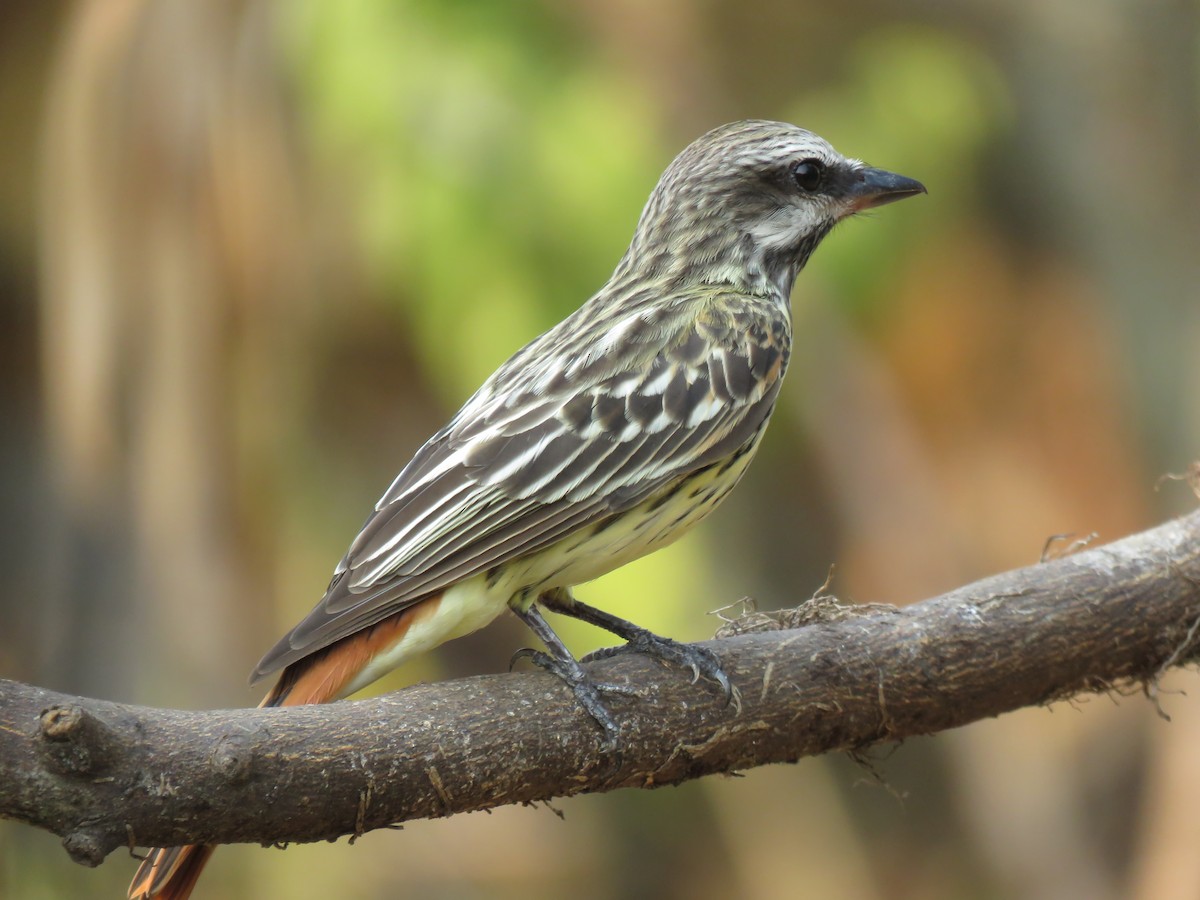 Sulphur-bellied Flycatcher - ML618513483