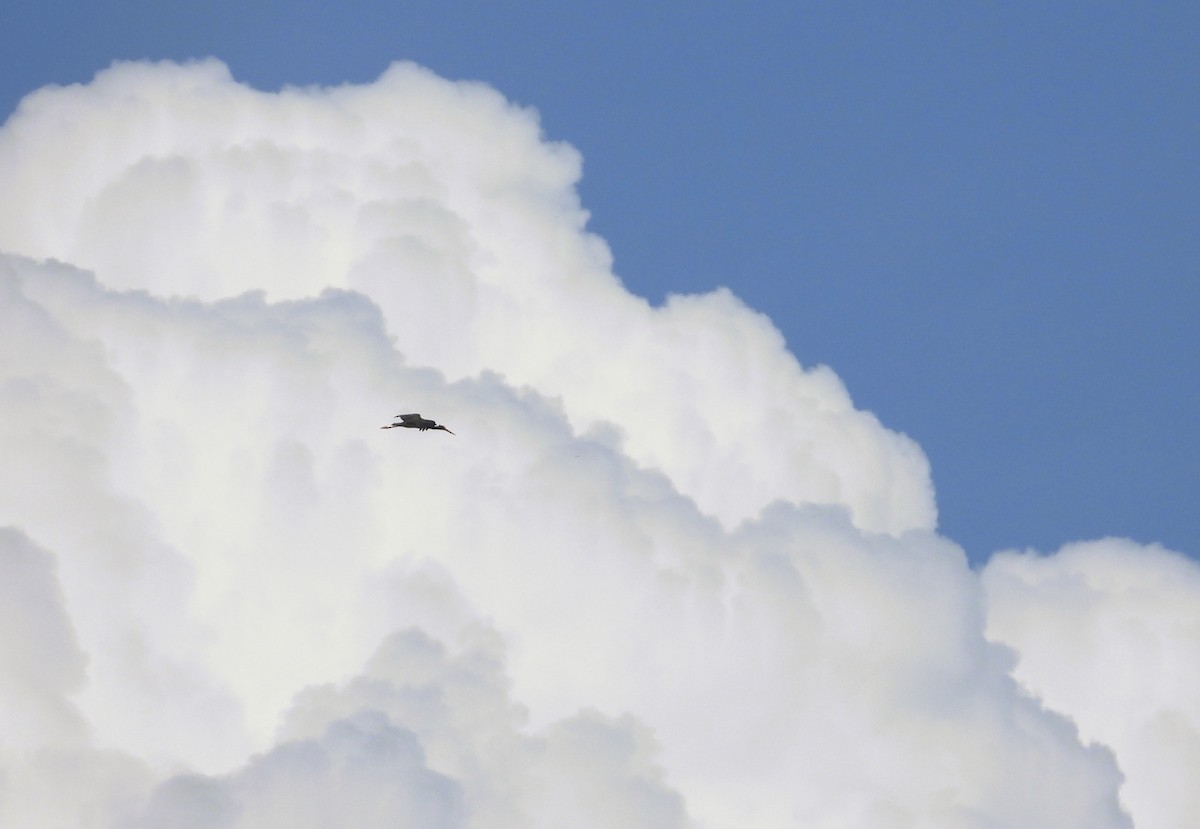 Black Stork - Jiří Rohlena