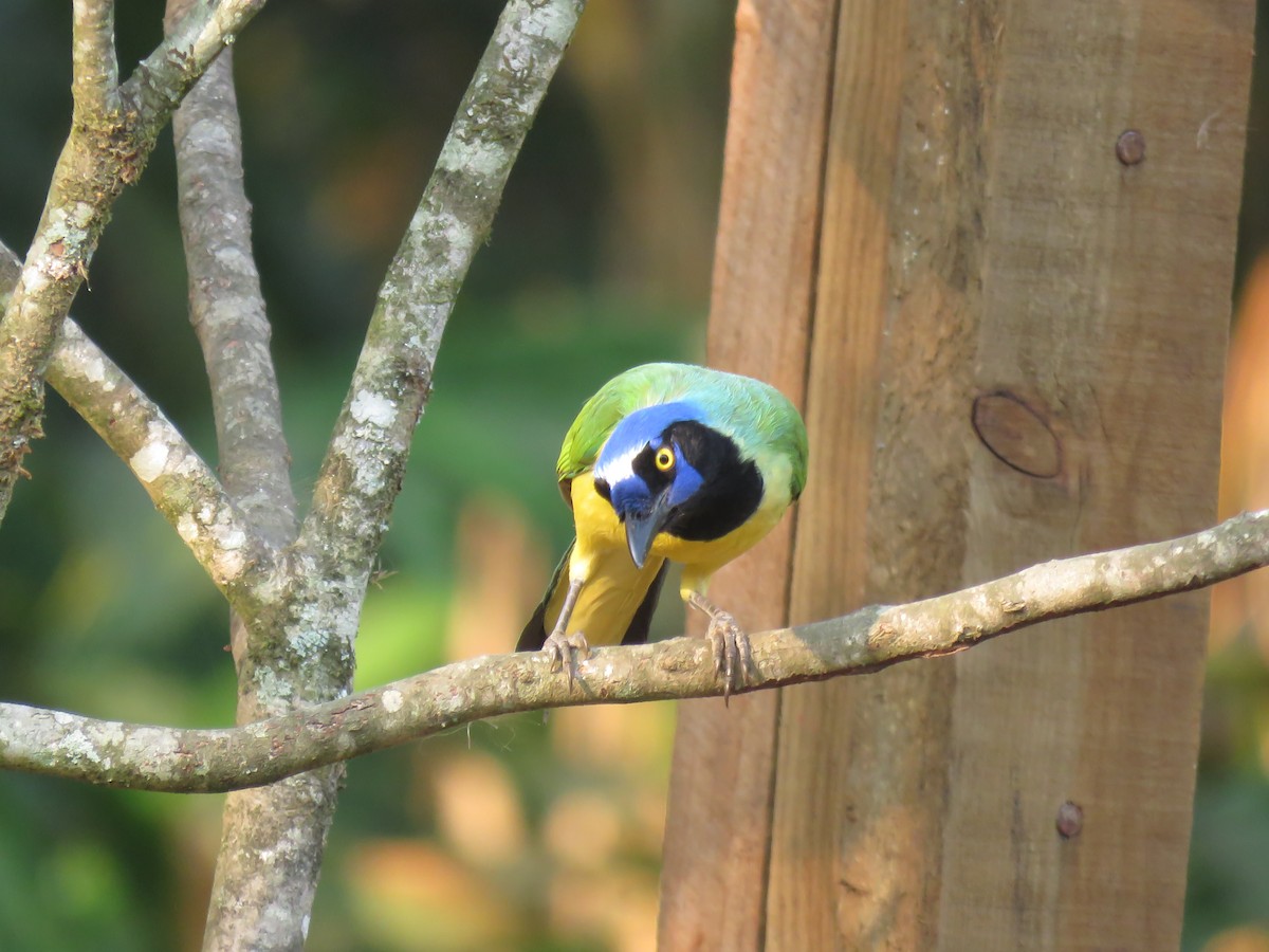 Green Jay - ML618513510