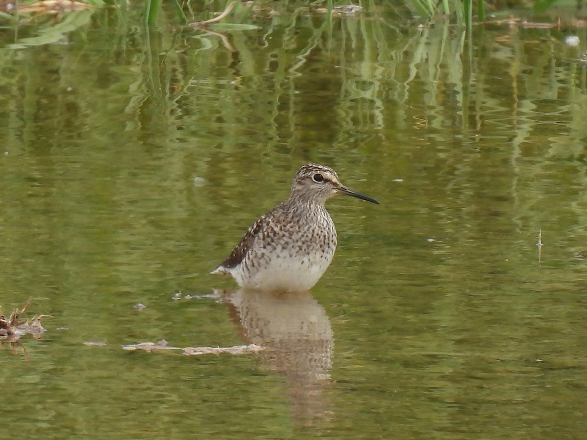 Common Greenshank - Miguel Ángel  Pardo Baeza