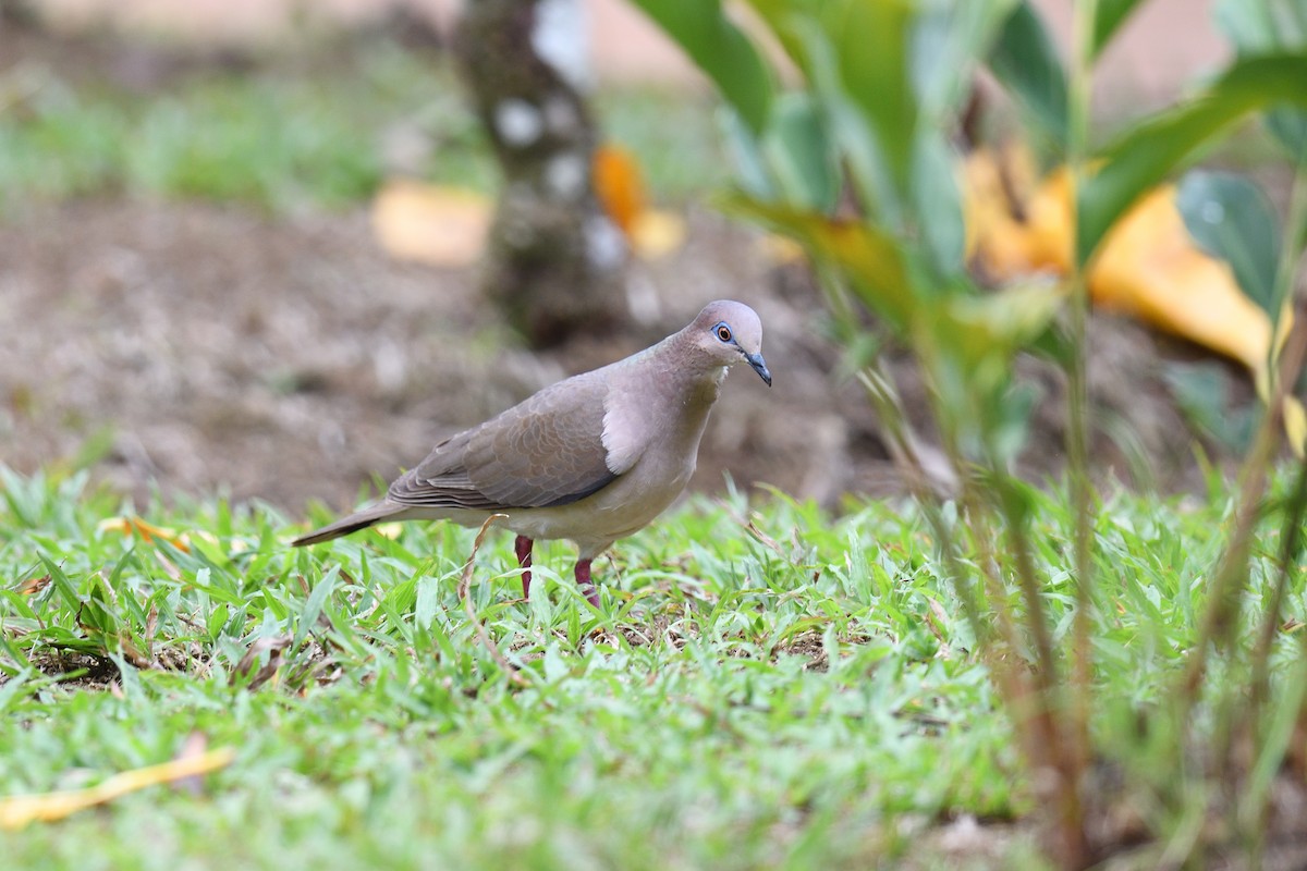 White-tipped Dove - ML618513530