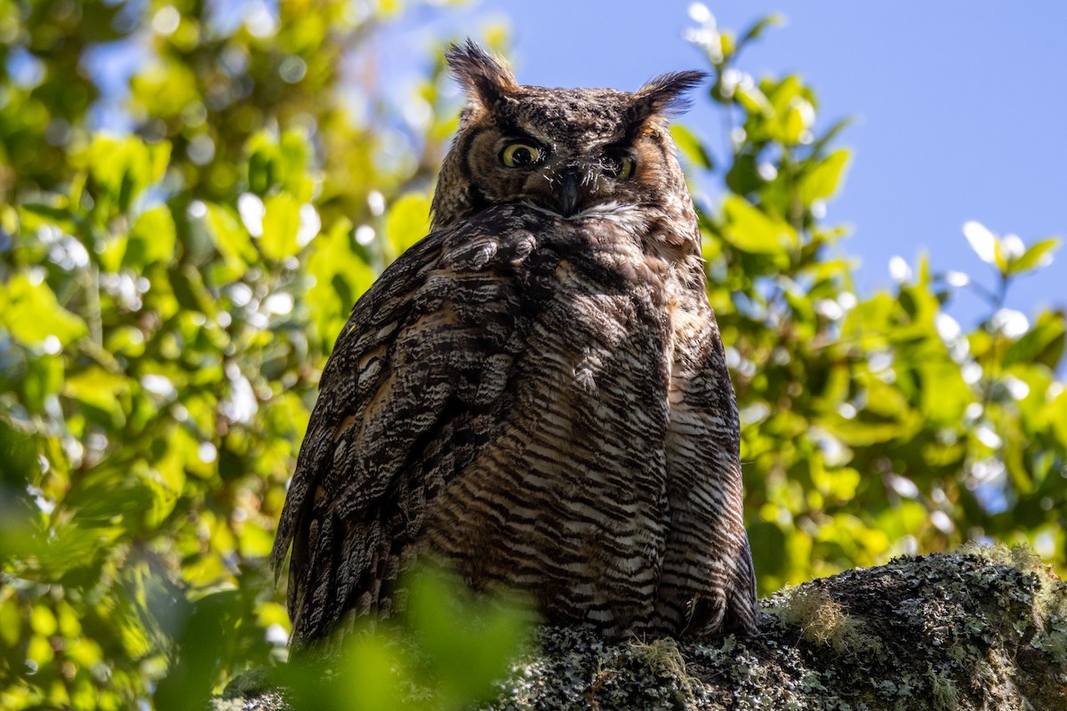 Great Horned Owl - ML618513555