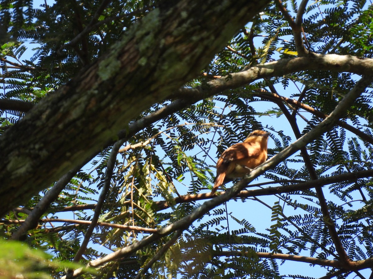 Chestnut-crowned Becard - Rodrigo Quadros