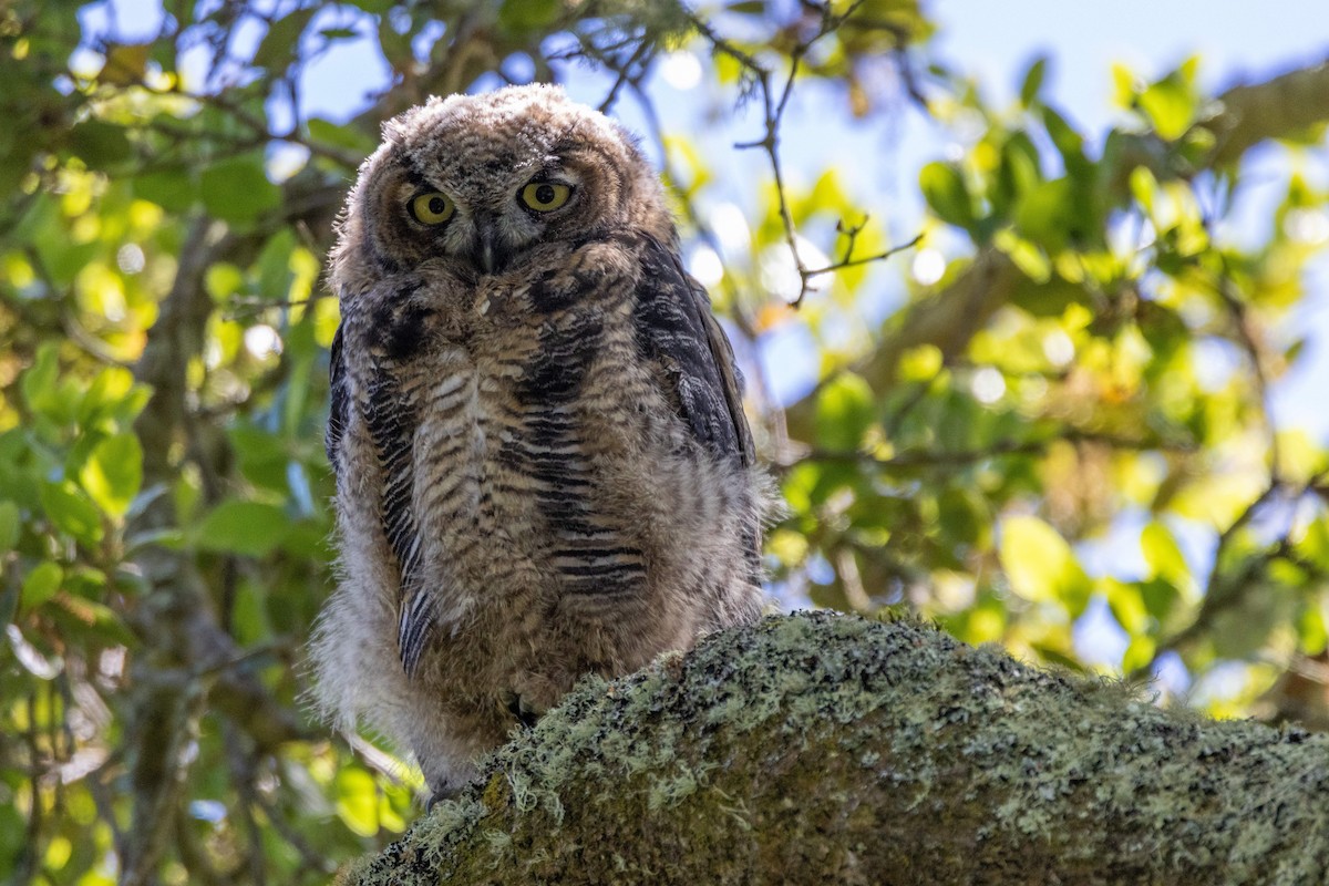 Great Horned Owl - ML618513578