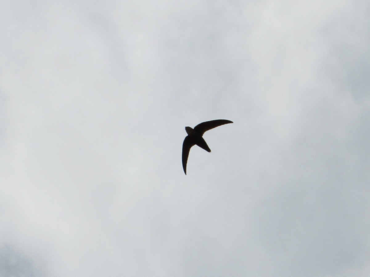 Chimney Swift - Timothy Blanchard