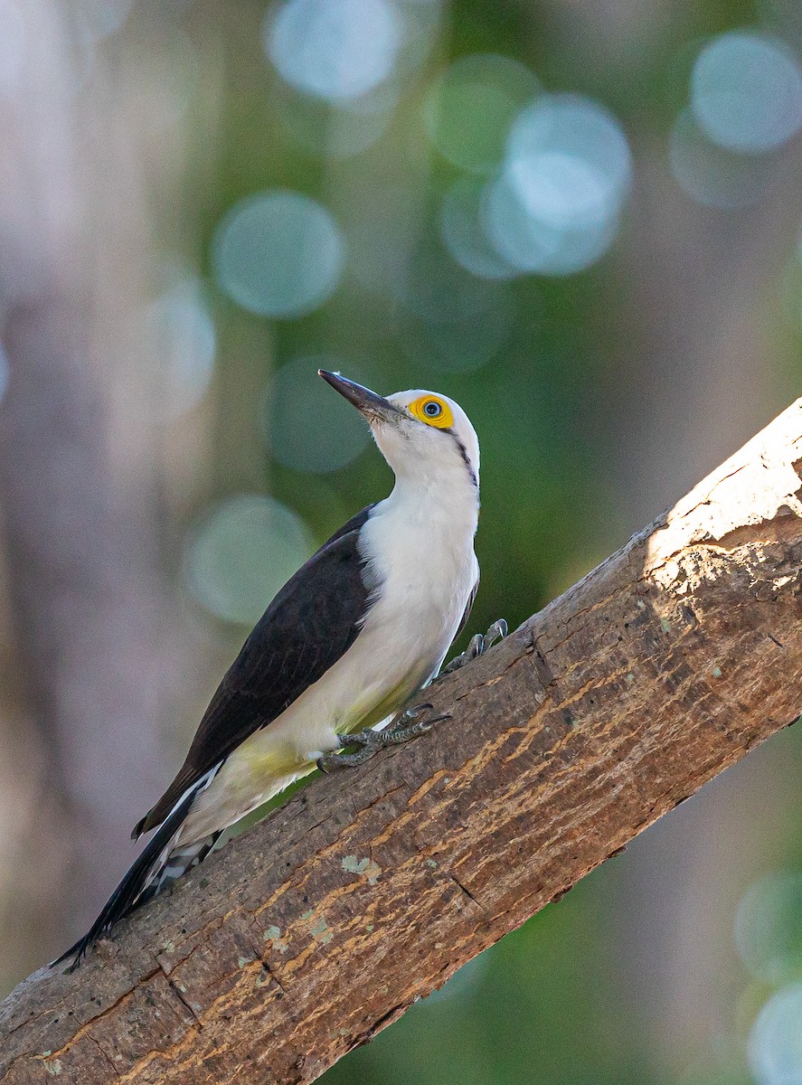 White Woodpecker - Xavier Munoz