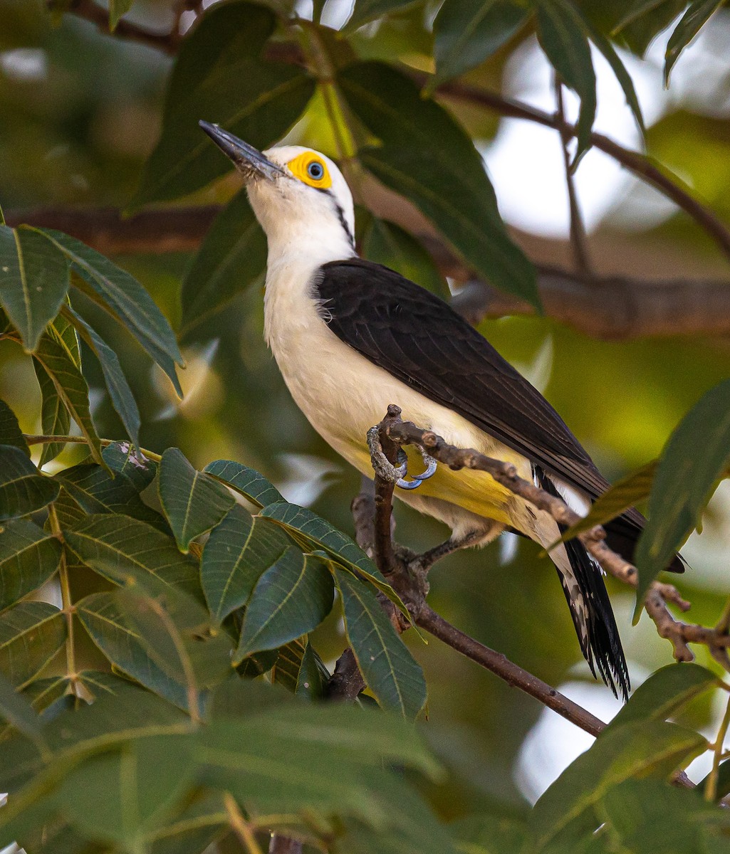 White Woodpecker - Xavier Munoz