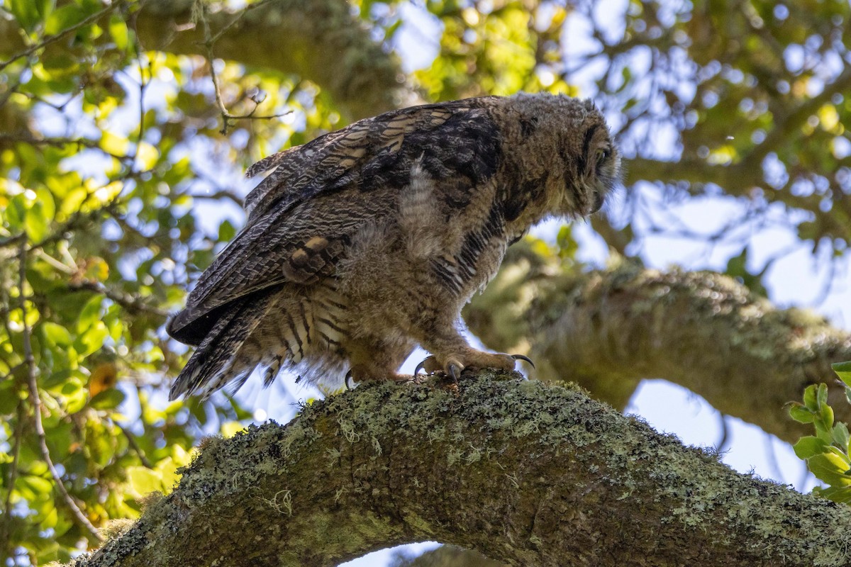 Great Horned Owl - ML618513600