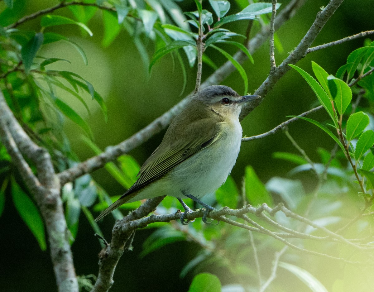 rødøyevireo - ML618513648