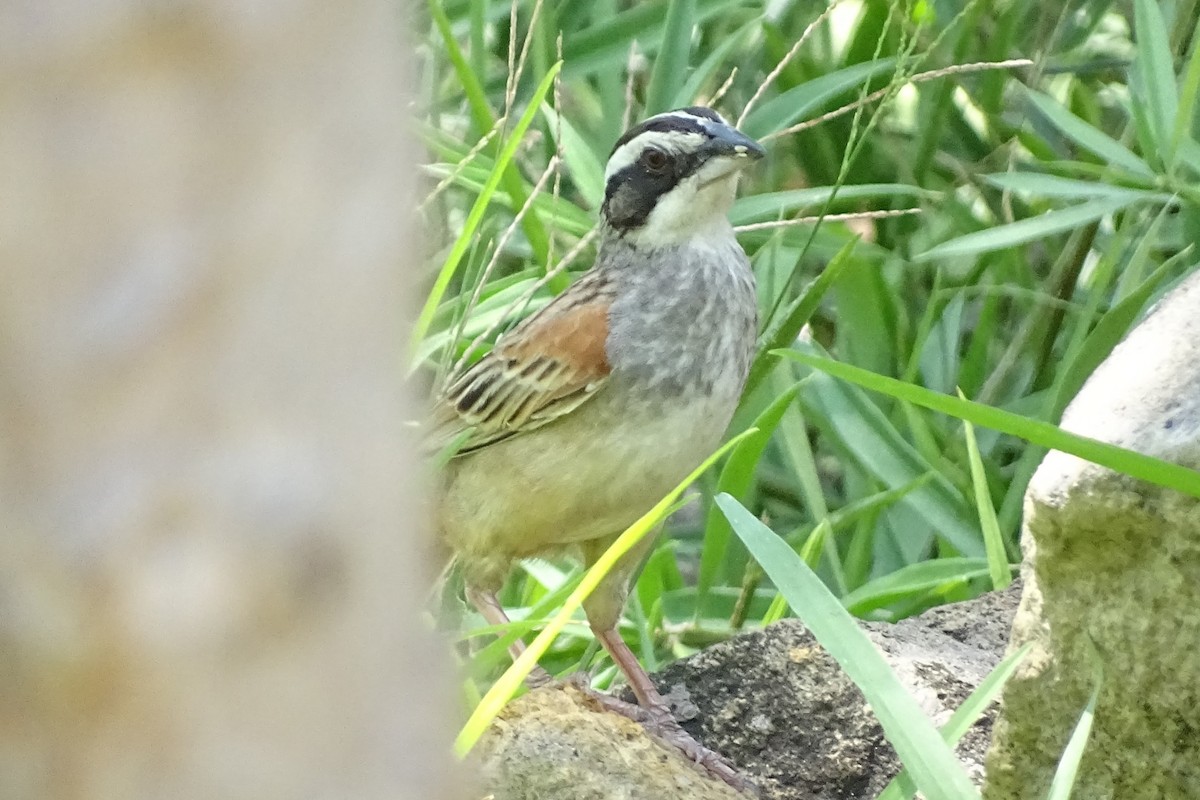 Stripe-headed Sparrow - Benjamin Sweeney