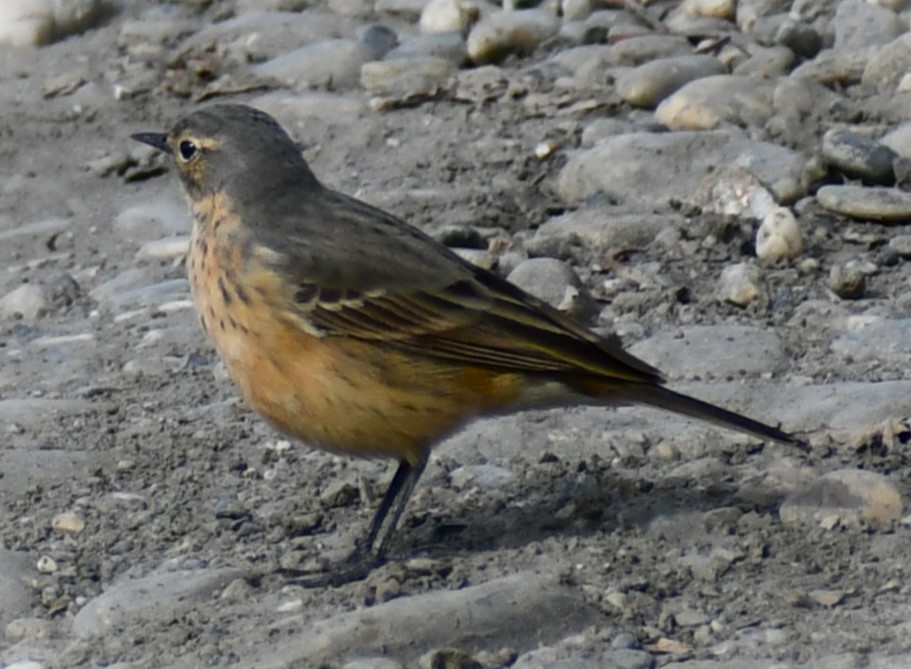 American Pipit - Kim  Selbee