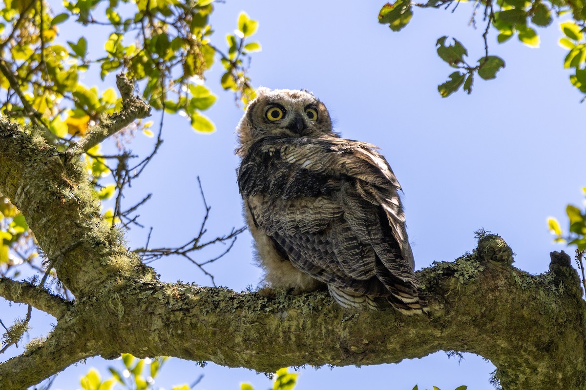 Great Horned Owl - ML618513659