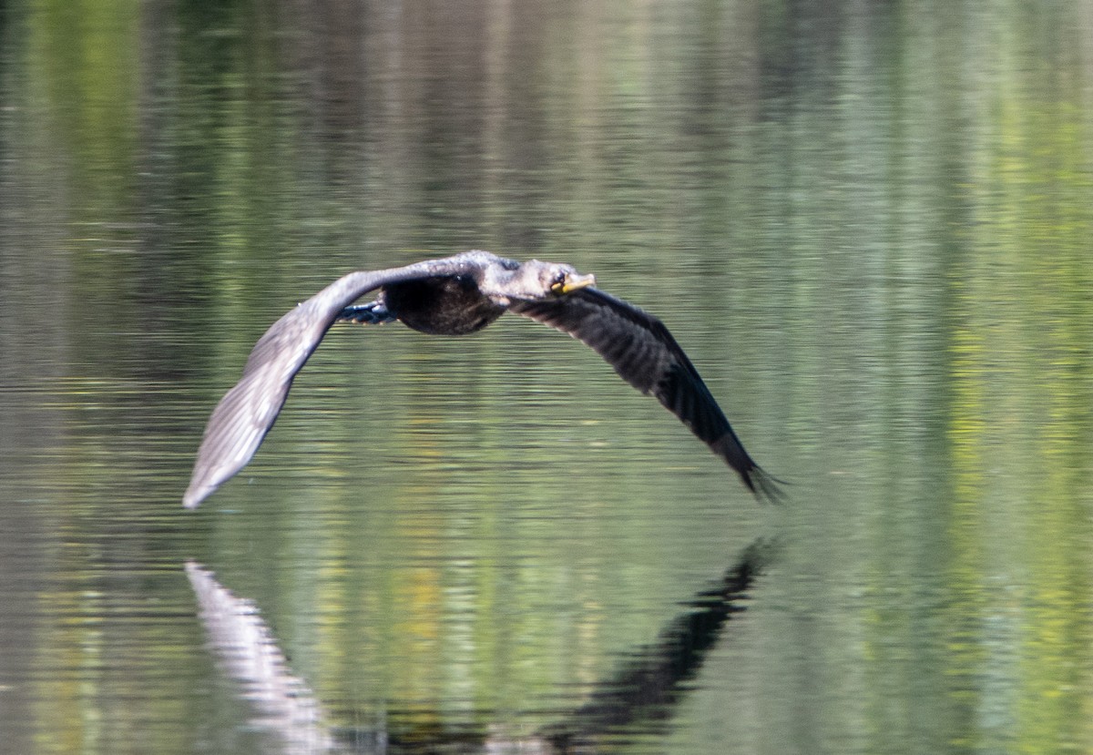 Double-crested Cormorant - Lynn    <')))< Salmon