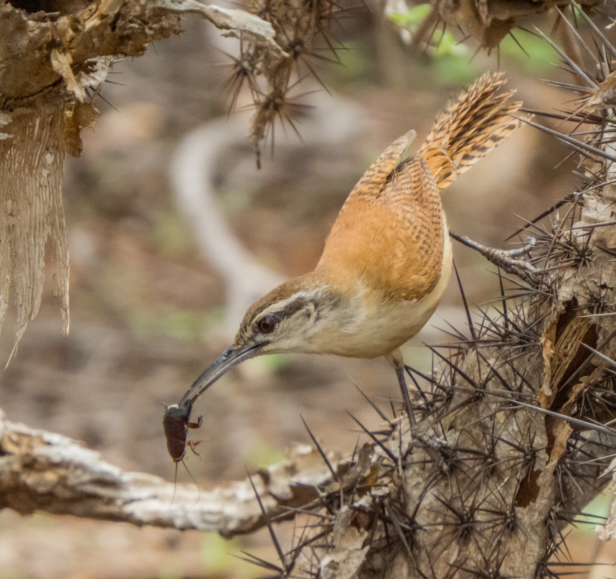 Long-billed Wren - ML618513678