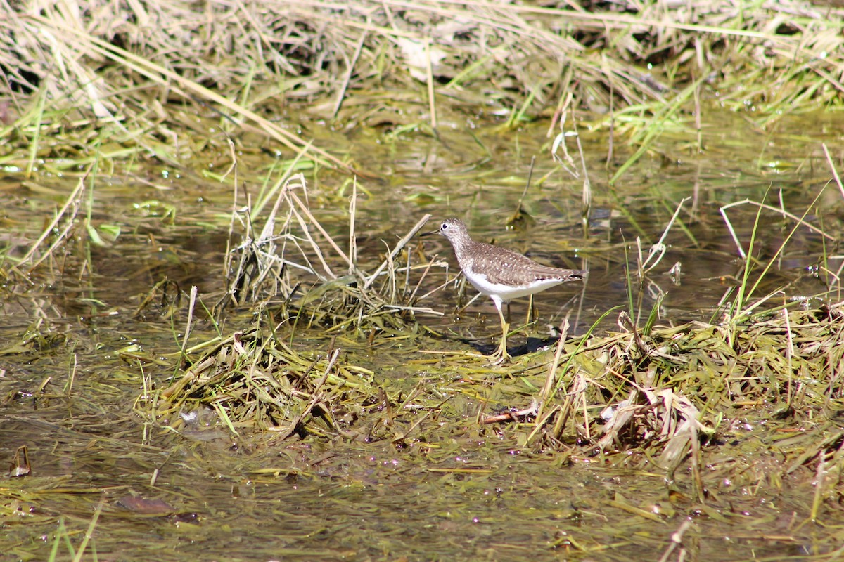 Solitary Sandpiper - ML618513680