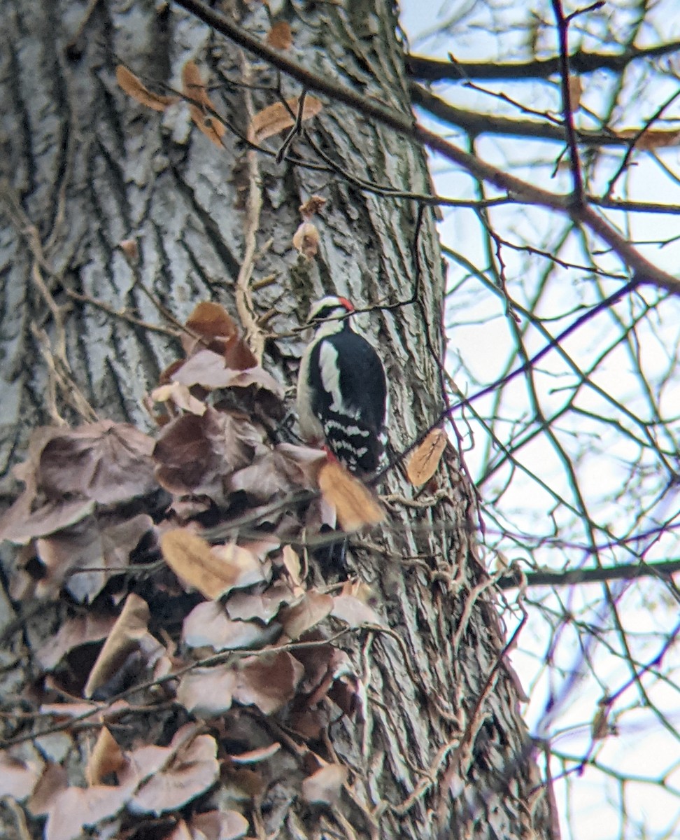 Great Spotted Woodpecker - ML618513713