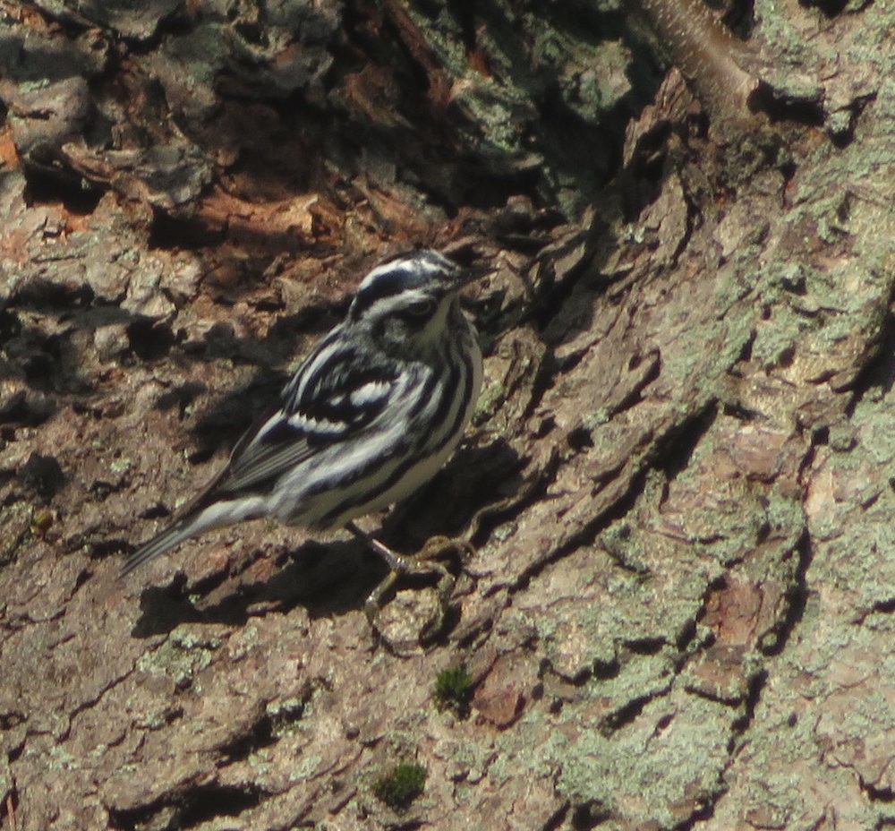 Black-and-white Warbler - ML618513718