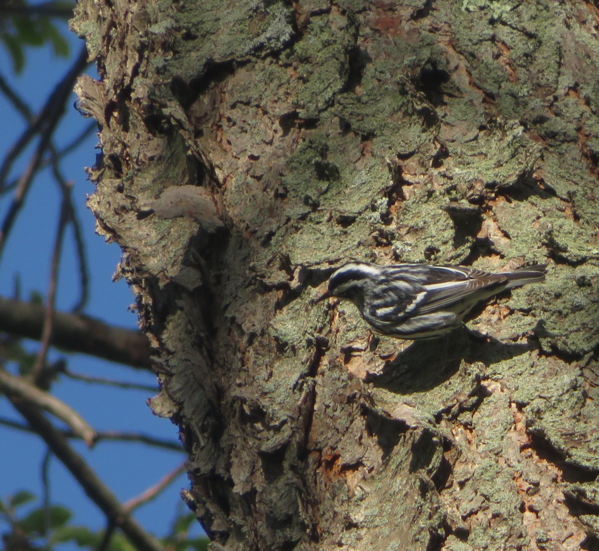 Black-and-white Warbler - ML618513720