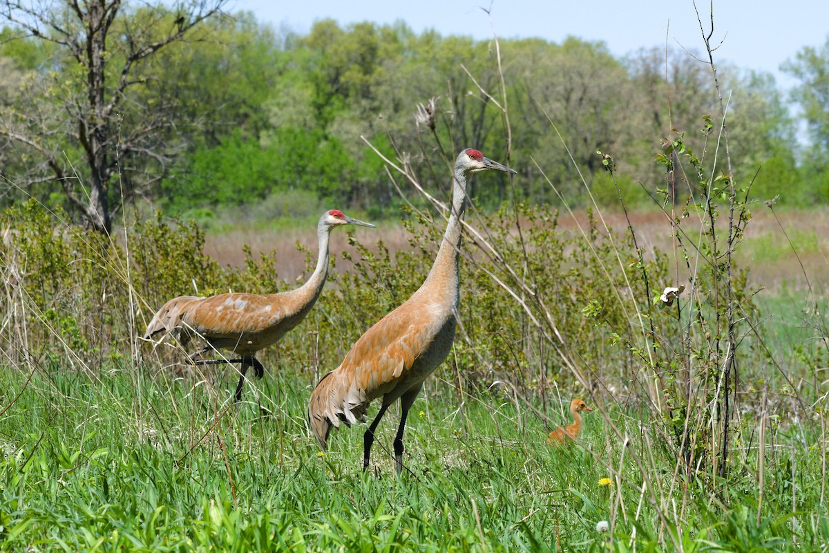 Sandhill Crane - ML618513723