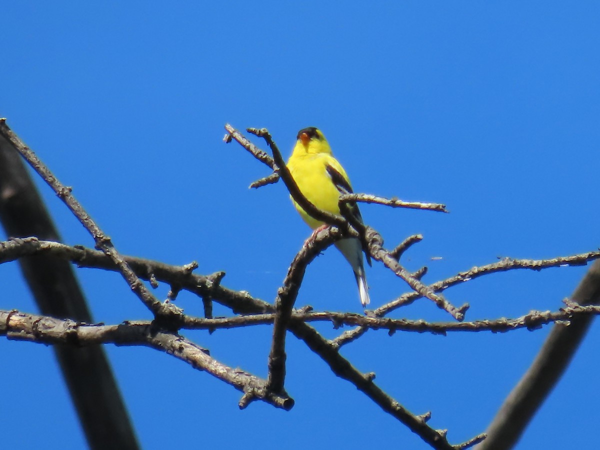 American Goldfinch - ML618513734