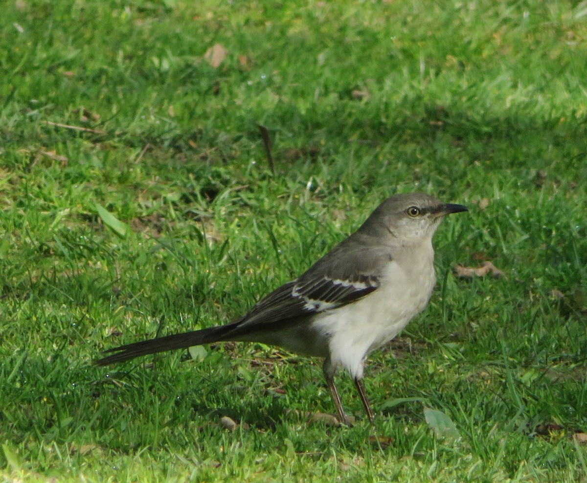Northern Mockingbird - ML618513740