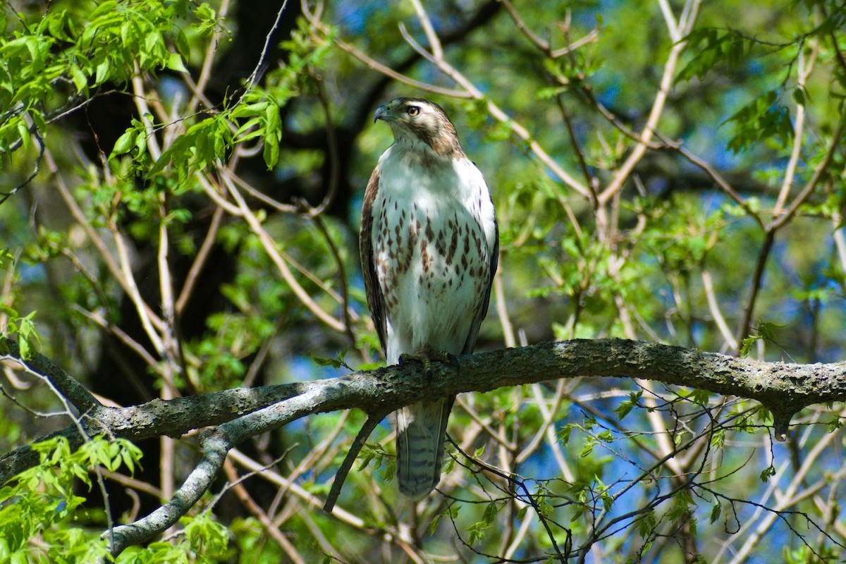 Red-tailed Hawk - Heather Roney